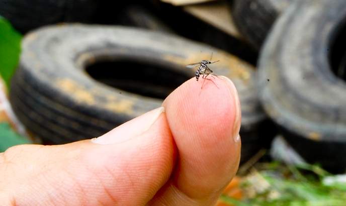 Ação de combate aos mosquitos elimina mais de 83 mil criadouros em Vila Velha
