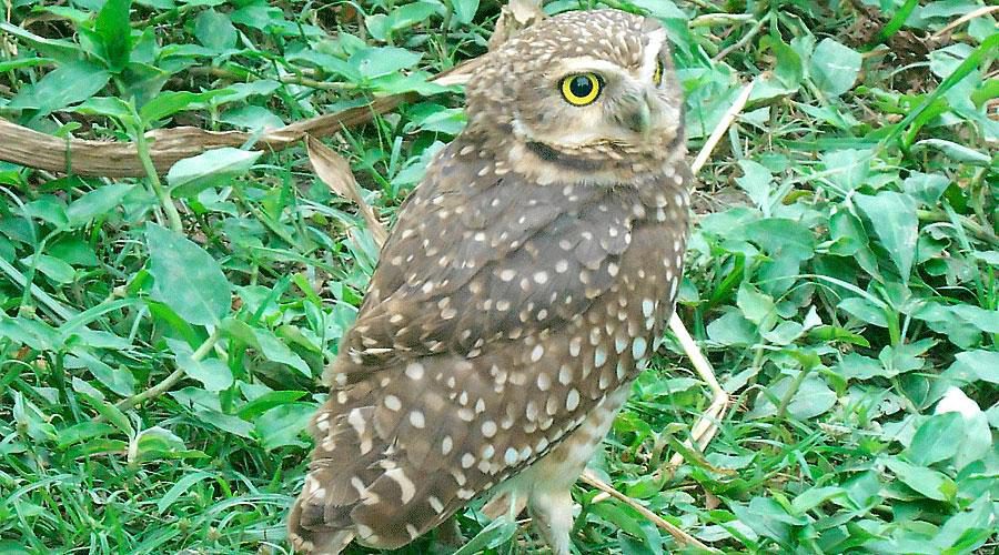 145 animais silvestres foram resgatados em 2021 pela Prefeitura