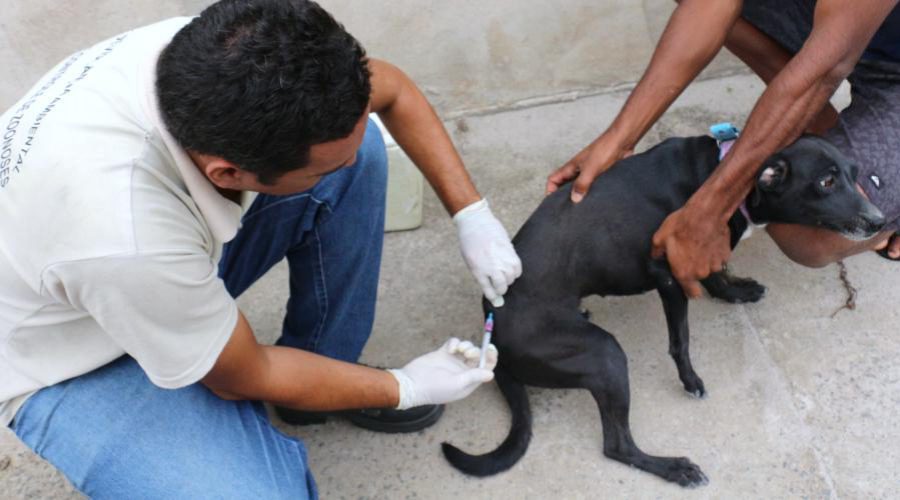 Campanha de Vacinação Antirrábica imunizou mais de 40 mil animais