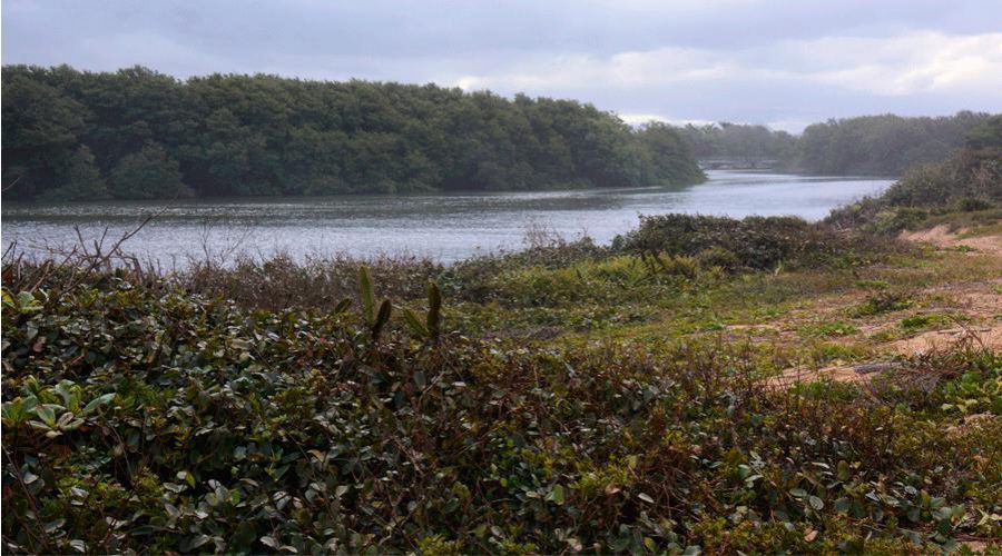 Parque Natural Municipal de Jacarenema recebe quase 500 mudas de de espécies de restingas