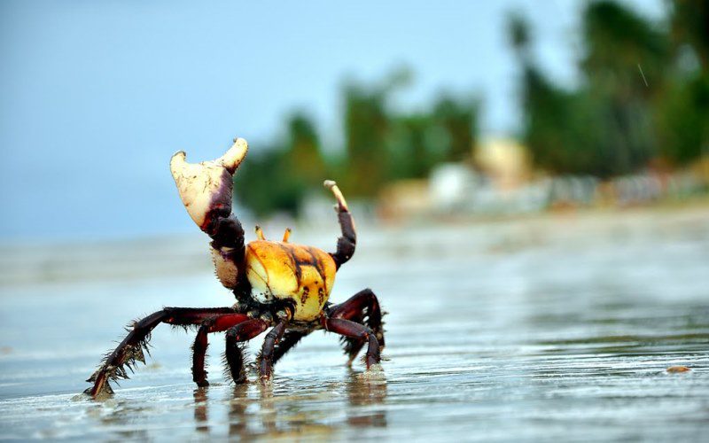 Começa neste sábado o período de defeso do Caranguejo-Uçá
