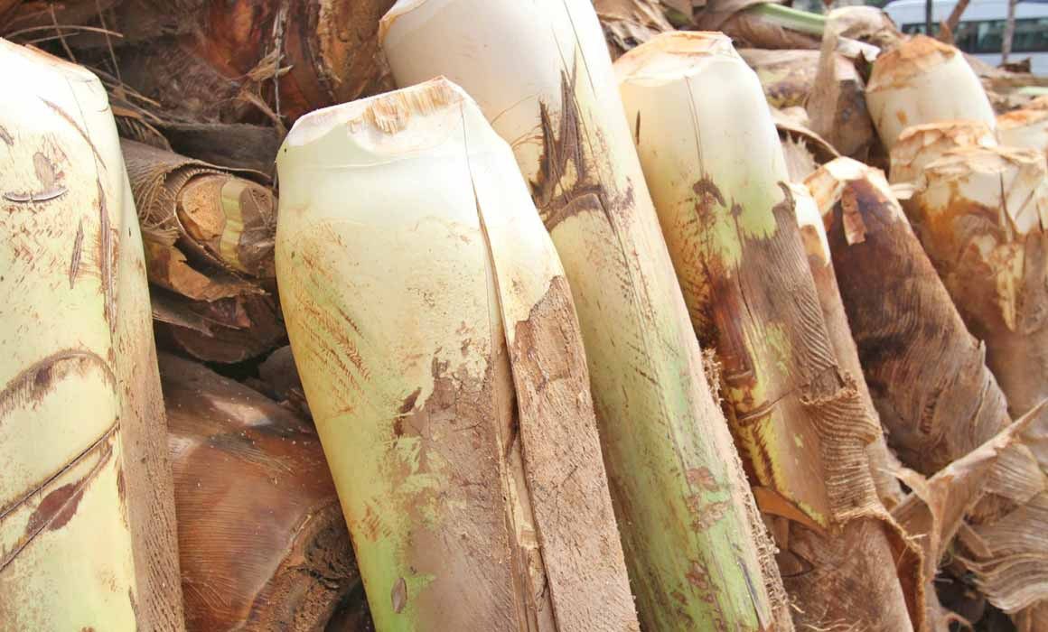 Confira onde comprar palmito in natura para a Semana Santa