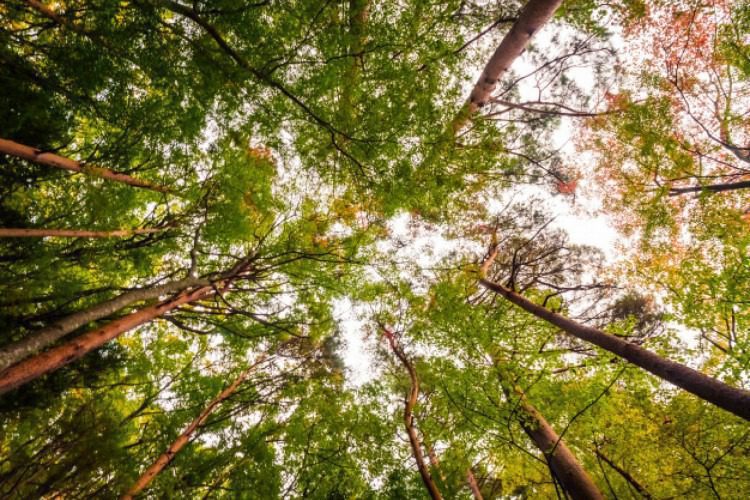Secretaria de Meio Ambiente realiza programação do Junho Verde 2023