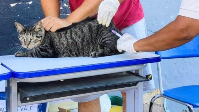Vila Velha: Sucesso na Vacinação Antirrábica pelo Segundo Ano Seguido