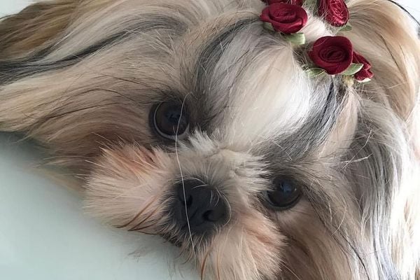 Foi uma fatalidade”, diz tutor de cachorro que matou shih-tzu em Vila Velha