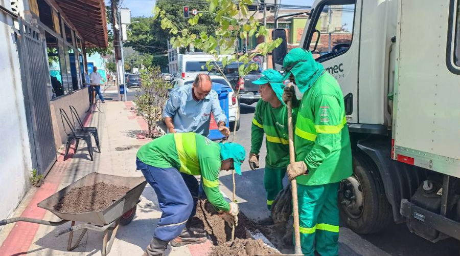 Cidadão pode solicitar à Prefeitura plantio de mudas de árvores