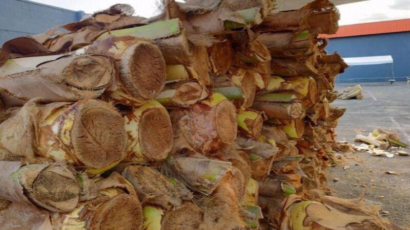 Comerciantes podem se cadastrar para vender palmito em Vila Velha na Semana Santa