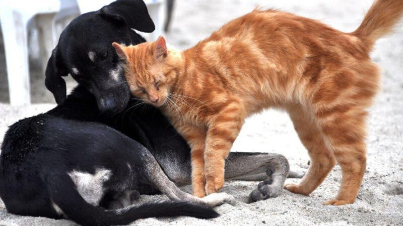 Evento de adoção de cães e gatos será realizado neste sábado (17)