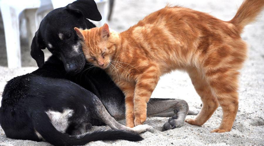 Evento de adoção de cães e gatos será realizado neste sábado (17)