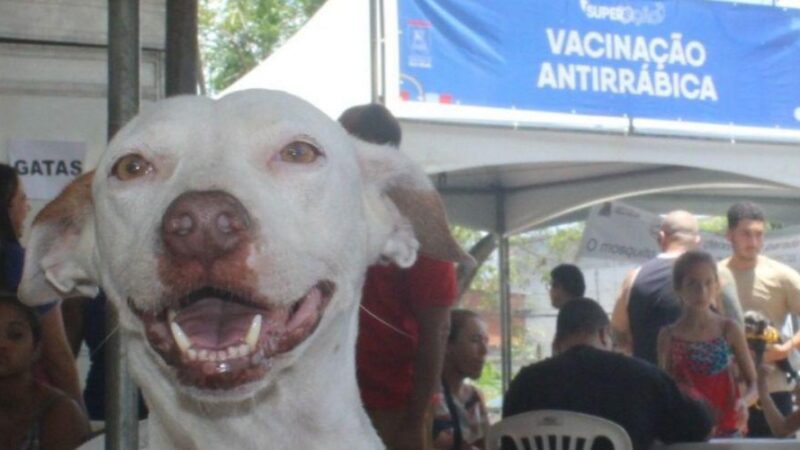 Vila Velha realiza vacinação antirrábica para cães e gatos neste sábado