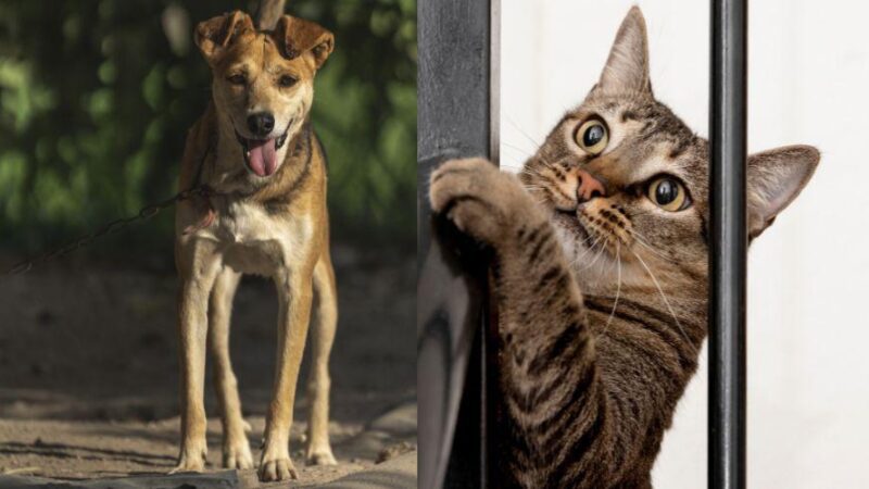 Prefeitura abre inscrições para castração gratuita de cadelas e gatas