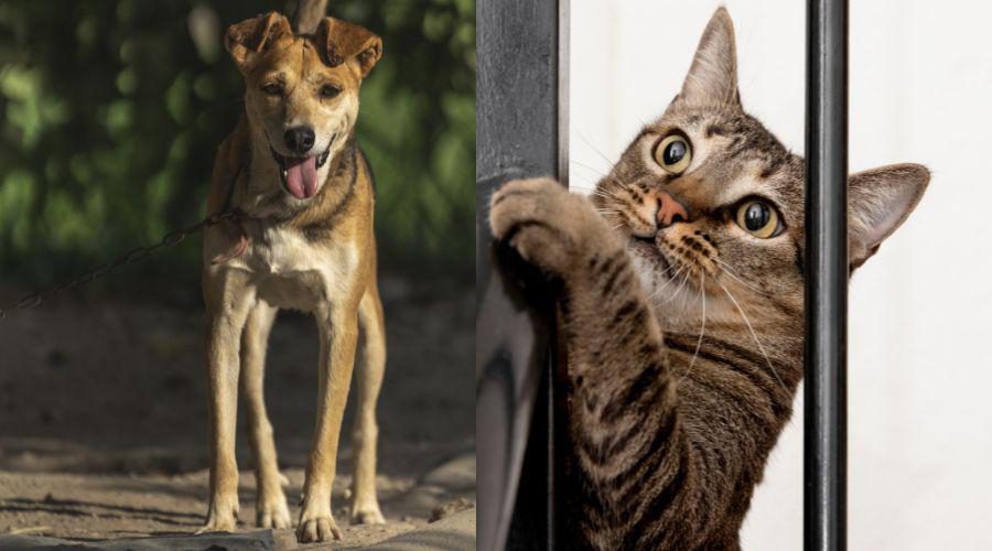 Prefeitura abre inscrições para castração gratuita de cadelas e gatas