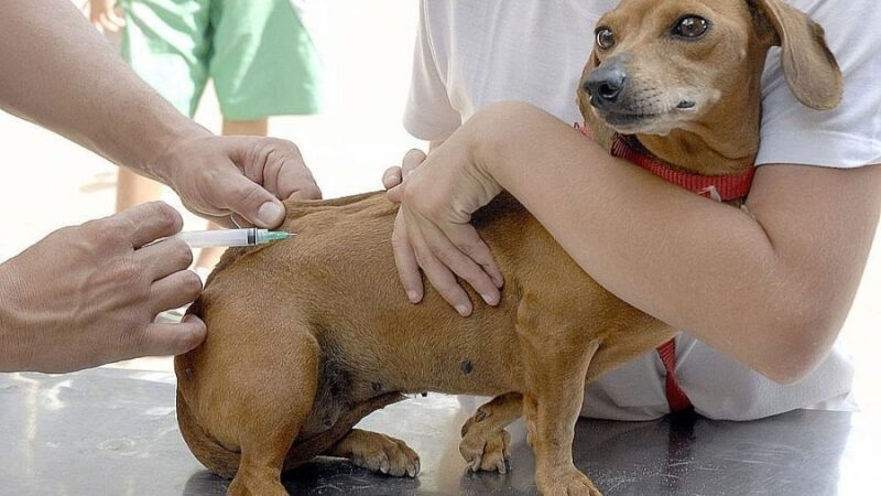 Campanha anual de vacinação antirrábica começa neste sábado (14)