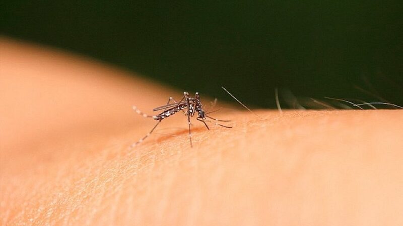 Sesa divulga último boletim epidemiológico de 2020 de dengue, zika e chikungunya