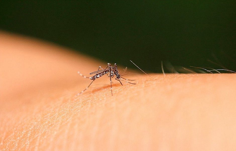 Sesa divulga último boletim epidemiológico de 2020 de dengue, zika e chikungunya