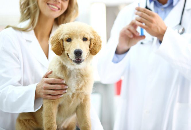 Vacinação antirrábica em cães e gatos acontecerá neste sábado no município