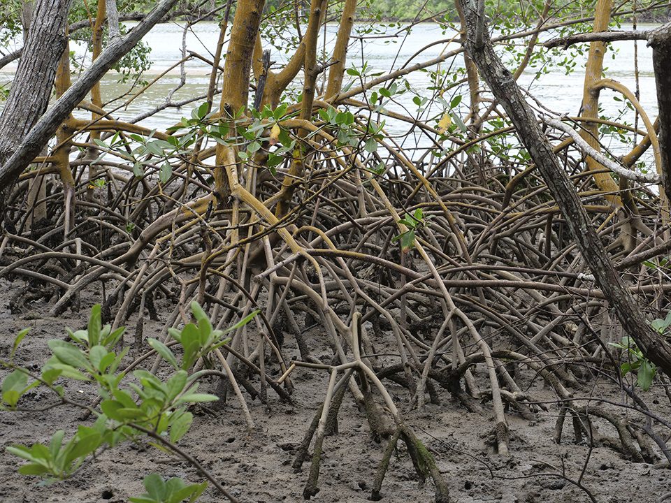 Vila Velha​ comemora dia do manguezal com ação sobre importância ecológica
