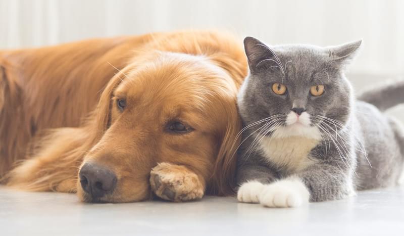 Câmara aprova Projeto de Lei para criar “Dia municipal da Atenção, Proteção e do Bem-Estar dos Animais”