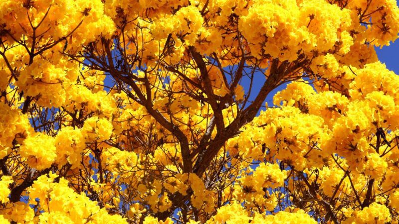 Dia da Árvore: Município vai receber plantação de ipês