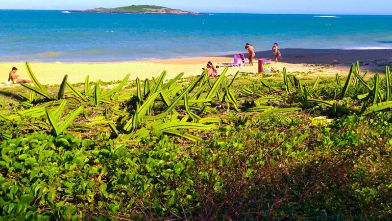 Recuperação da vegetação de restinga da orla começa no município