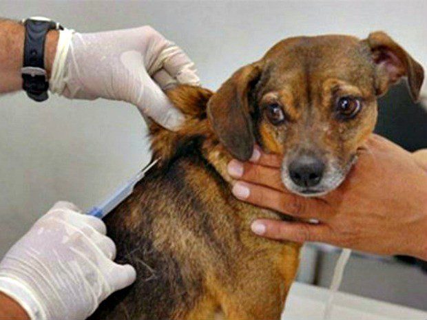 Mais de 13 mil animais são imunizados em campanha antirrábica