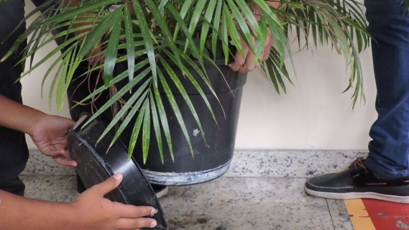 Mais de 144 mil criadouros de mosquitos da Dengue são eliminados em Vila Velha