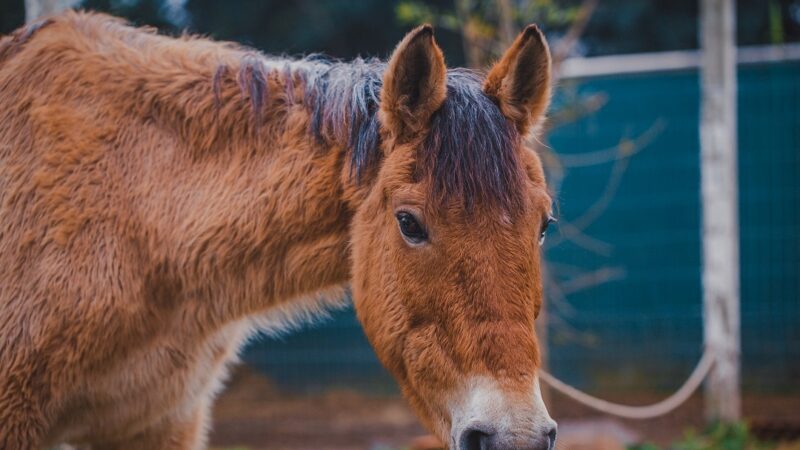 Proibido veículos de tração animal em áreas urbanas de Vila Velha