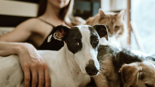 Prefeitura lança maior programa de castração de cães e gatos do ES