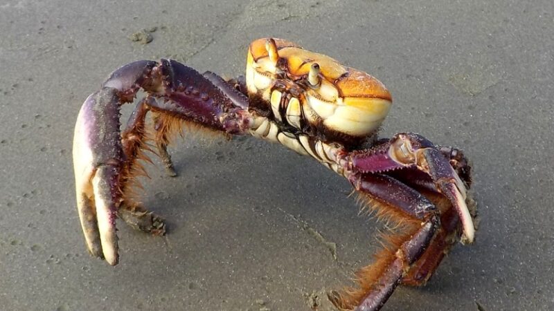 Período de defeso do caranguejo uçá é marcado por ​orientação e fiscalização