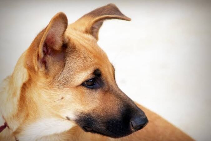 Clínicas e hospitais veterinários são credenciadas pela prefeitura