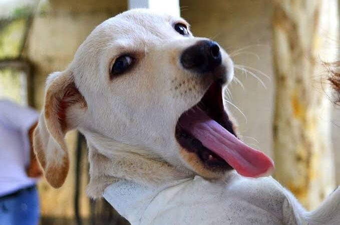 Ação Social: próximo sábado (26) terá cãezinhos disponíveis para adoção