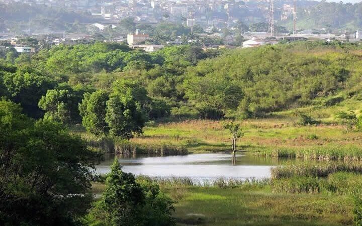 Seminário sobre manejo de fauna será oferecido a servidores e alunos de Vila Velha