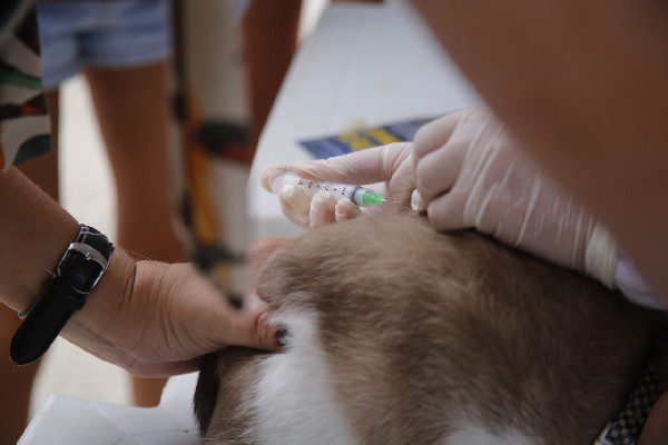 Campanha de Vacinação contra Raiva em 110 pontos de Vila Velha
