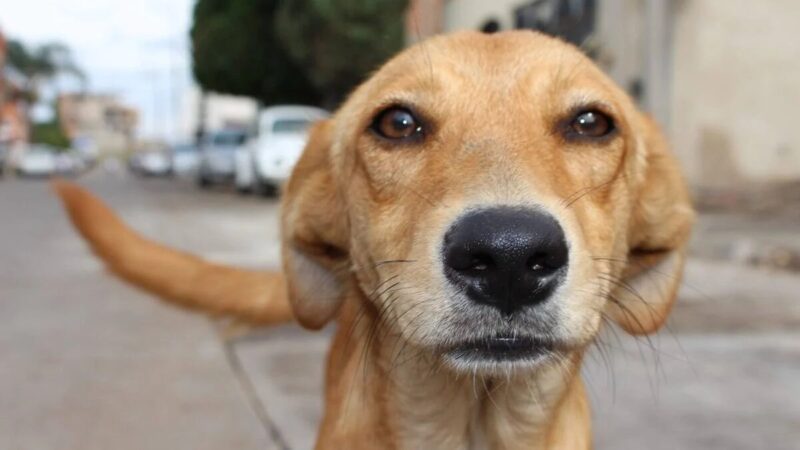 Prainha receberá Feira de Adoção de Pets no dia 10 de setembro