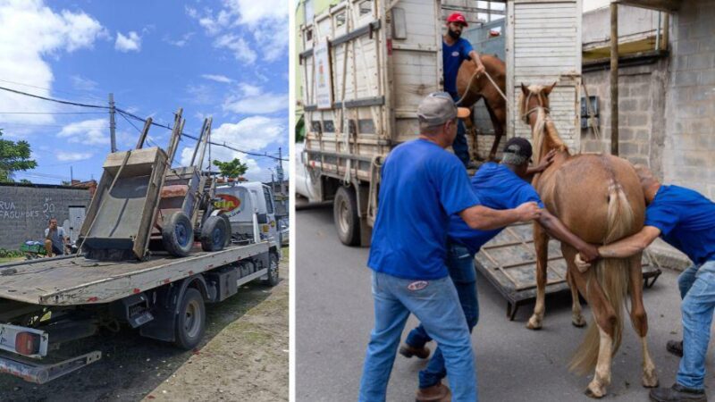 ​Operação apreende animais de grande porte e carroças em vias públicas de Vila Velha