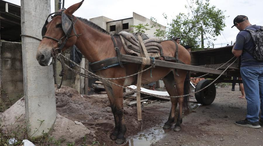 Operação Cavalo de Tróia resgata animais sob maus tratos na Região 5