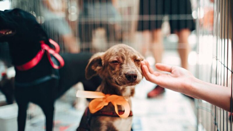 Neste sábado (3), terá feira de adoção de pets na Universidade Vila Velha