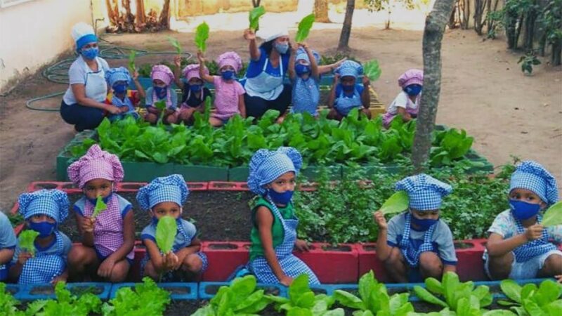 Hortas pedagógicas conectam alunos com a natureza