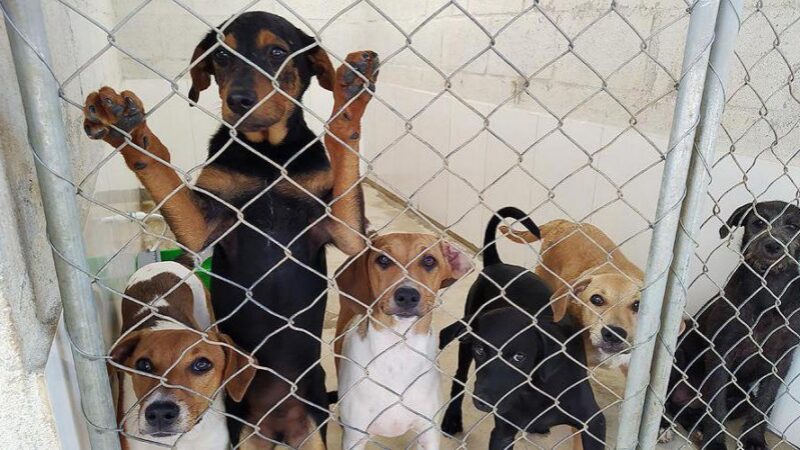 Prefeitura promove evento para adoção de cães e gatos em Itapuã