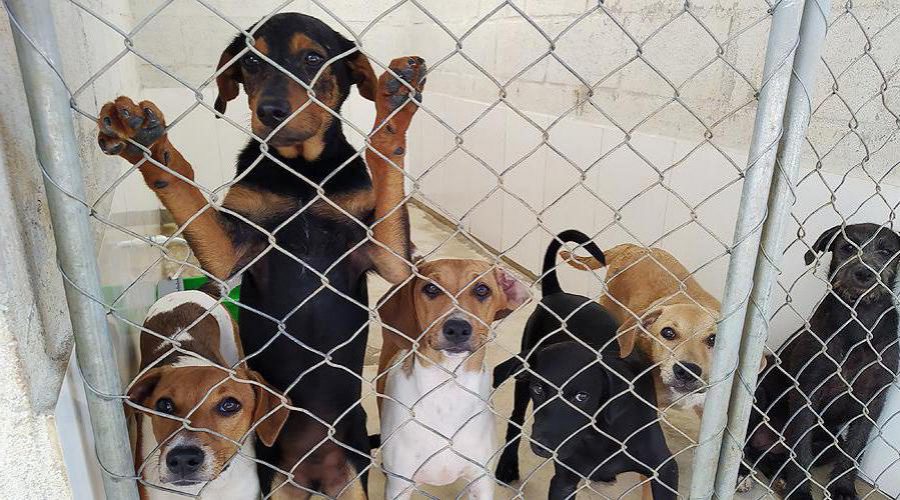 Prefeitura promove evento para adoção de cães e gatos em Itapuã