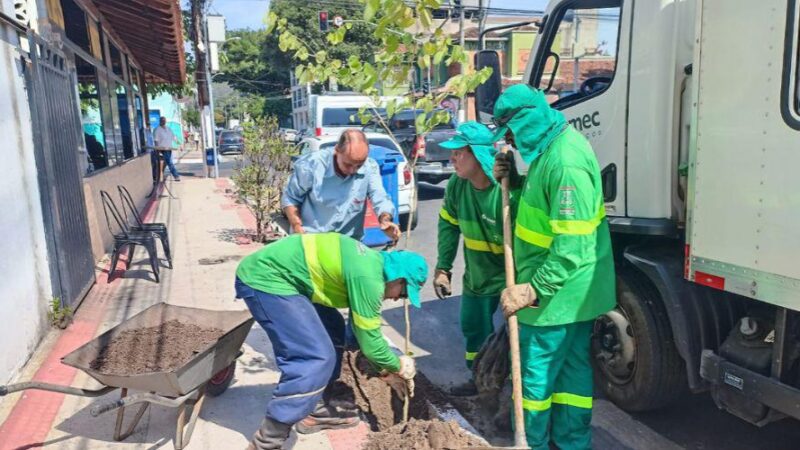 ​Cidadão pode solicitar à Prefeitura plantio de mudas de árvores