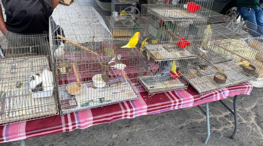 ​Aves exóticas e silvestres são apreendidas na feira de Aribiri