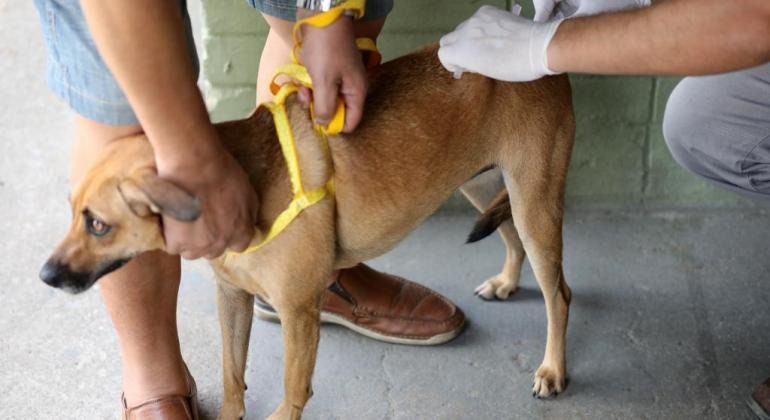 Vacinação contra raiva para cães e gatos acontece em 30 bairros de Vila Velha neste sábado (21)