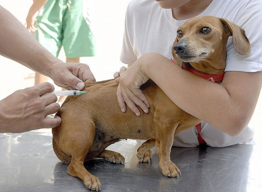 Campanha anual de vacinação antirrábica começa neste sábado (14)